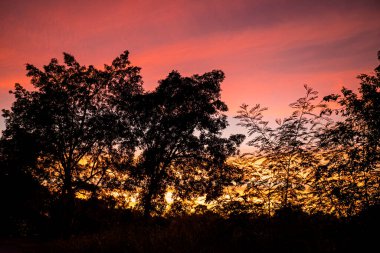 Arkaplanda Alacakaranlık manzaralı dramatik siluet ağaçları ve renkli gökyüzü