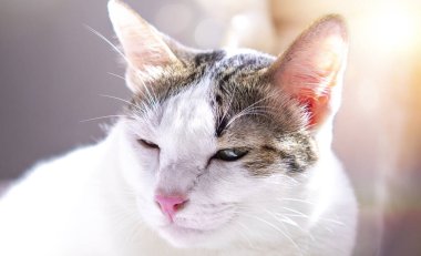 Bulanık arka planda bir palyaço kedisinin portresi sevimli bir hayvan..