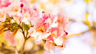 Seçici odaklı yumuşak ışık Güzel pembe trompet çiçeği veya Tabebuia heterofilla