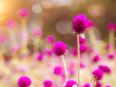 Klasik arka plan küçük çiçekler, doğa güzel, ton tasarımı bahar doğası, güneş bitkileri. Mor renk. Yaz tarlası