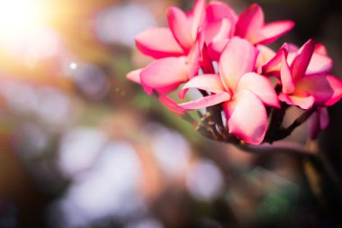 Yaz güneşinin ışığı Pembe Hawaii Plumeria hibrit yoluyla parlıyor, frangipani çiçek açıyor