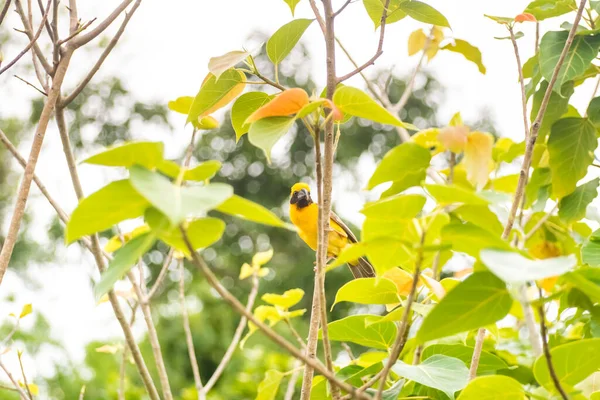 Asiatiska Golden Weaver Sittande Gräs Stam Paddy Fält Ploceus Hypoxanthus — Stockfoto