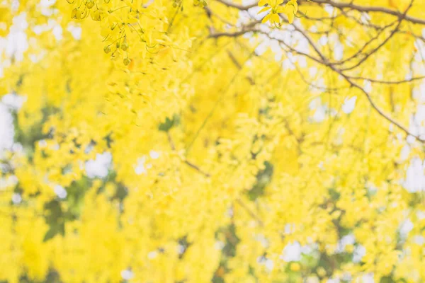Cassia Fistula National Flower Thailand Golden Shower Tree 황금색 샤워기나 — 스톡 사진