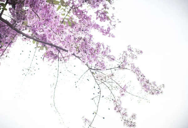 白い背景に孤立した枝に集中したジャカランダ紫色の花を咲かせます 春の自然景観の背景 — ストック写真
