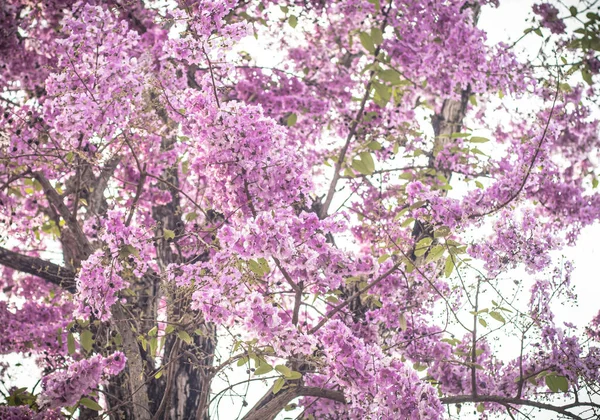 Selektywny Ostrość Jacaranda Fioletowe Kwiaty Gałęziach Wiosna Lato Natura Krajobraz — Zdjęcie stockowe