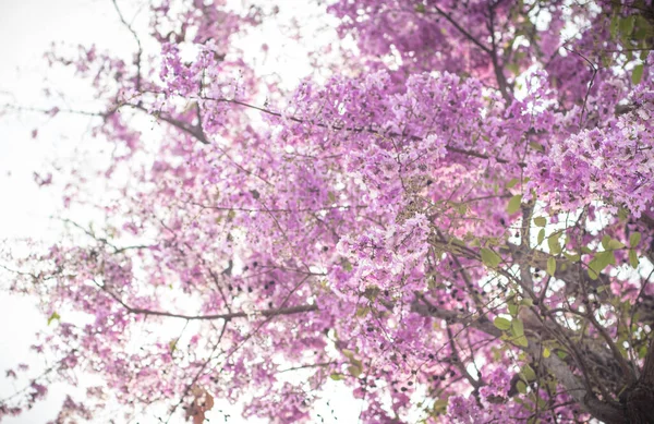 Selektywny Ostrość Jacaranda Fioletowe Kwiaty Gałęziach Wiosna Lato Natura Krajobraz — Zdjęcie stockowe