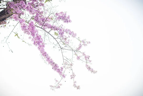 有选择性的聚焦紫罗兰花在分枝上 独立于白色背景 春夏自然景观背景 — 图库照片