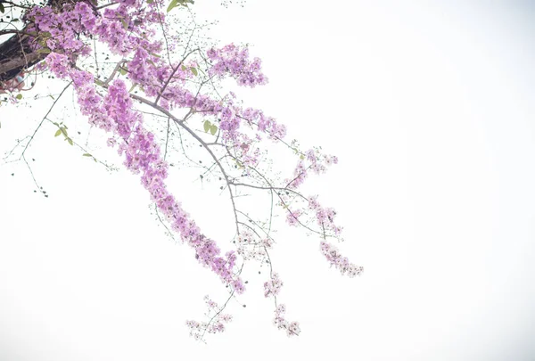 Selektiv Fokus Jacaranda Violetta Blommor Grenar Isolerade Vit Bakgrund Vår — Stockfoto