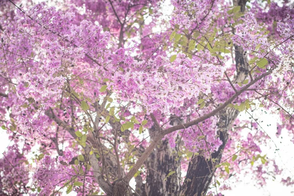 枝に集中するジャカランダ紫色の花を選択します 春の自然景観の背景 — ストック写真