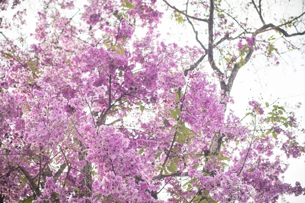 Selective Focus Jacaranda Violet Flowers Branches Spring Summer Nature Landscape — Stockfoto