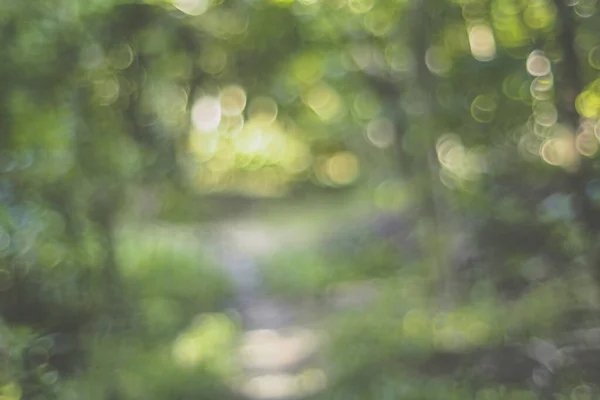 緑の木々の背景に緑の葉がぼんやりと茂る自然トンネルと太陽の光 Bokeh — ストック写真