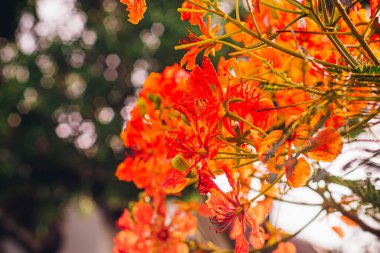 Kırmızı Kraliyet Poinciana 'sı. Delonix Regia Çiçeği Dalda. Bahar arkaplanı