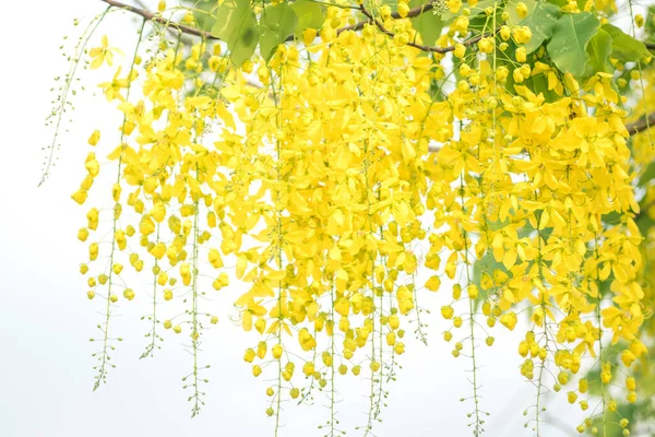 Selective Focus Cassia Fistula National Flower Thailand Golden Shower Tree — Stock Photo, Image