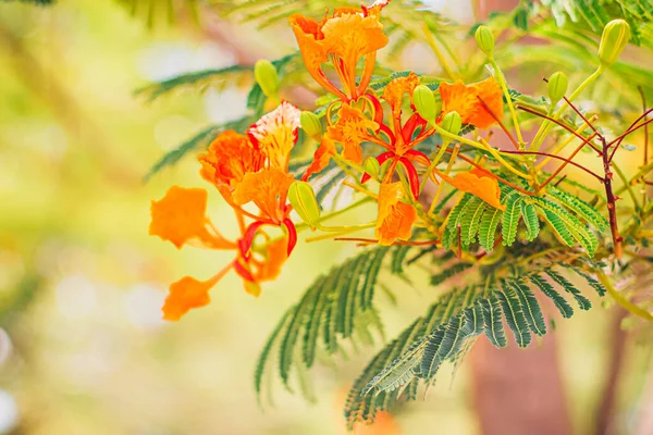 Червоний Королівський Подінчеван Delonix Regia Flower Branch Весна — стокове фото
