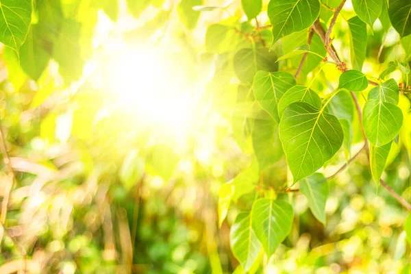 Sabah Güneşli Taze Yeşil Leaf Kapatın Bodhi Ağacı Yaprakları — Stok fotoğraf
