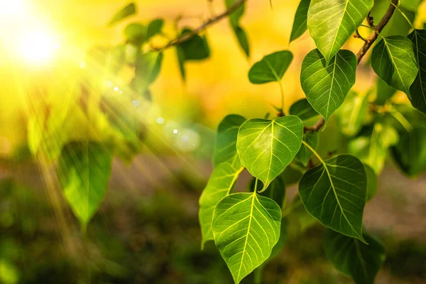 Sabah güneşli taze yeşil Bo Leaf 'i kapatın. Bodhi Ağacı Yaprakları