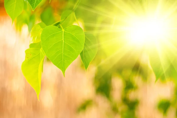 Sabah güneşli taze yeşil Bo Leaf 'i kapatın. Bodhi Ağacı Yaprakları