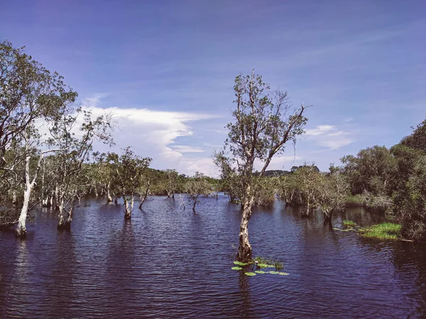 Árvores Tocos Árvores Crescem Lago Paisagem Florestal Rayong Provincial East — Fotografia de Stock