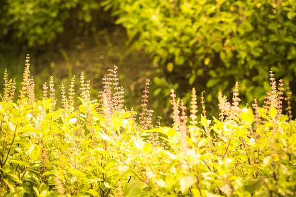 Naturbakgrund Vacker Äng Med Vilda Blommor Sommar Landskap Med Äng — Stockfoto
