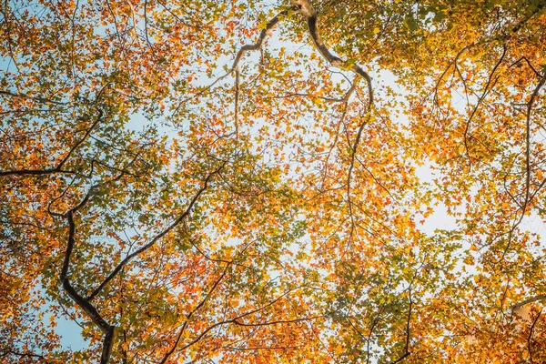 Árvore Ramo Bordo Transformar Amarelo Laranja Vermelho Fundo Céu Temporada — Fotografia de Stock