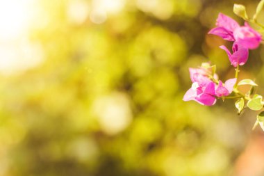 Pembe Bougainvillea Glabra Çiçeği 'nde sabah güneşi parlıyor. Güzel yaz doğa geçmişi