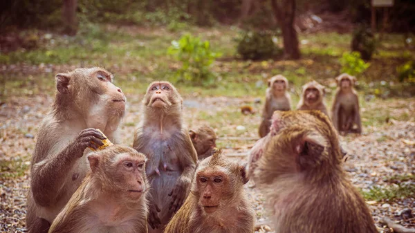 Tayland, Güneydoğu Asya 'da genç maymunlar. mutluluk arkaplanı kavramı.