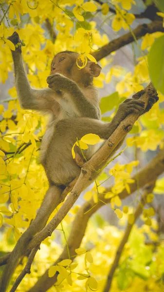 Πορτραίτο Μωρό Μακάκος Ένα Κλαδί Δέντρου Cassia Fistula Στην Ταϊλάνδη — Φωτογραφία Αρχείου