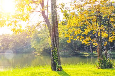 Autumn, parkta sonbahar manzarası. Renkli sarı yeşil yapraklar, ağaçların arasından parlayan güneş.