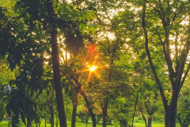 Autumn, parkta sonbahar manzarası. Renkli sarı yeşil yapraklar, ağaçların arasından parlayan güneş.