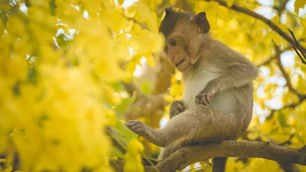 Portrait Eines Makakenbabys Auf Einem Ast Einer Cassia Fistel Thailand — Stockfoto