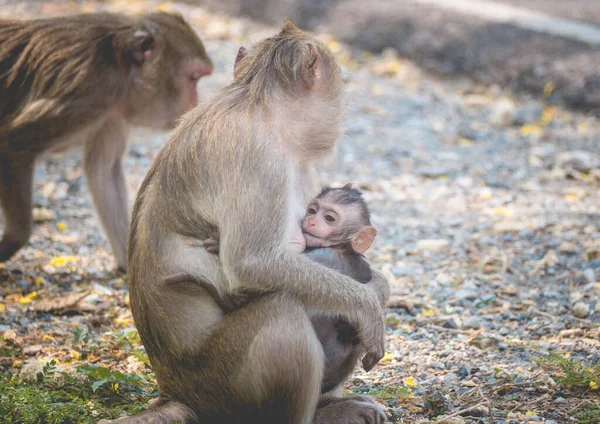 Mother and her baby monkey.  monkeys macaque in  Thailand, South east asia. happiness background concept.