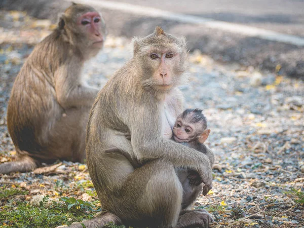 Mother and her baby monkey.  monkeys macaque in  Thailand, South east asia. happiness background concept.