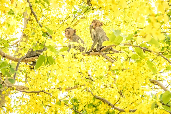 東南アジアのカシア フィストュラの木の枝に描かれた肖像画の赤ちゃんのマカク 春の黄色の花 幸福の背景概念 — ストック写真