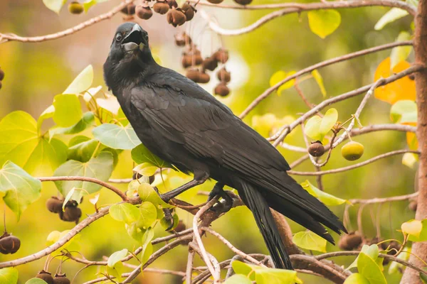 春の自然動物のハイブリッド野生動物の背景と枝にカリオンカラス — ストック写真