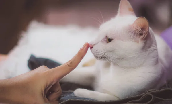 Enfoque Suave Chica Jugando Con Gato Para Confortar Gato Enfermo — Foto de Stock