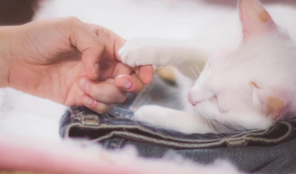 Soft Focus Girl Playing Cat Comfort Sick Cat Happy Kitten — Stock Photo, Image