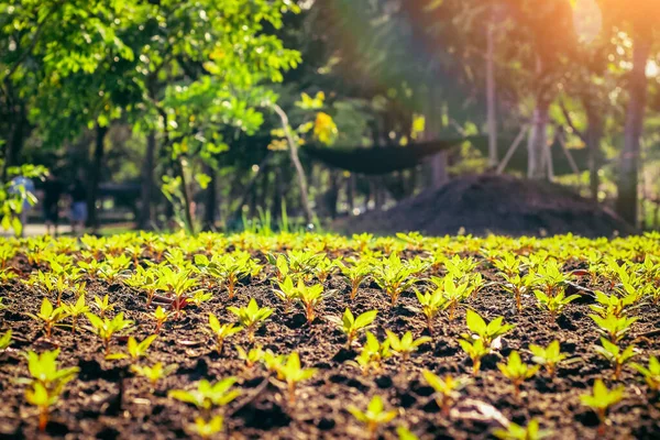 Unga Plantor Rader Ekologiska Farm Field Grönsaker Rad Solljus Sommaren — Stockfoto