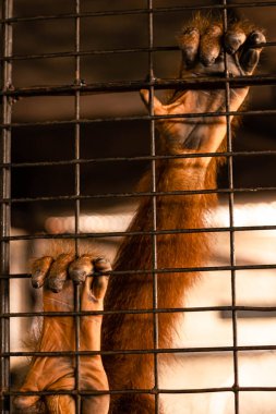 Maymun, özgürlük için kafesi tutuyor. Hayvan El 'in kafesi soyut tehlikeli hayvan zulmü.