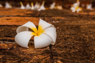 Orkide Hawaii çiçek desenli tuğla arka plan. Klasik Geniş Eski Kırmızı Beyaz Tuğla Duvar Doku Arkaplanı. beyazlatılmış kirli tuğla, soyut vintage arkaplan