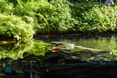 İlkbahar mevsiminde tropikal bahçede şelale. Güzel bitkilerle güzel bir peyzaj