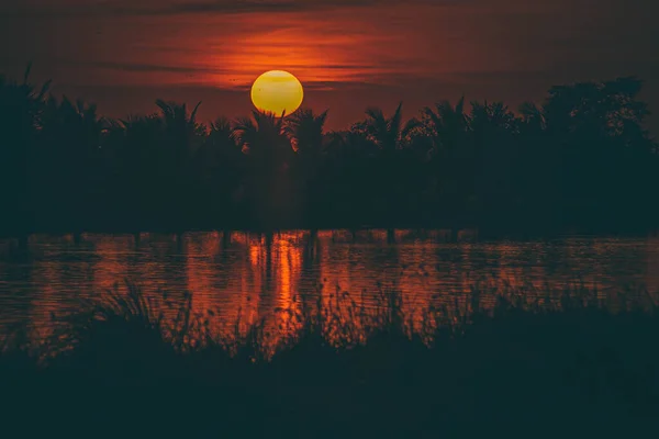 Silhouette Einer Palme Bei Sonnenuntergang Landschaft Goldener Sonnenuntergang Spiegelt Sich — Stockfoto