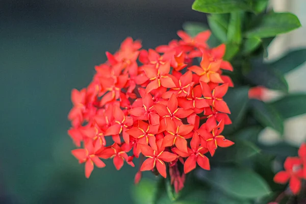 Fiore Rosso Ixora Piccola Pianta Petalo Albero Nella Decorazione Del — Foto Stock