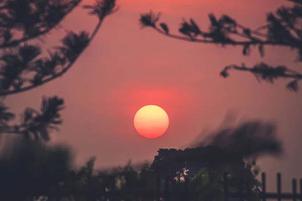 Dramatische Silhouette Bäume Bei Sonnenuntergang Orange Himmel Hintergrund Goldene Sonne — Stockfoto