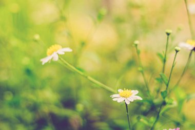 Beyaz papatya çiçeklerinin yumuşak odağı doğa soyut arkaplan ve çayır doğa ortamı