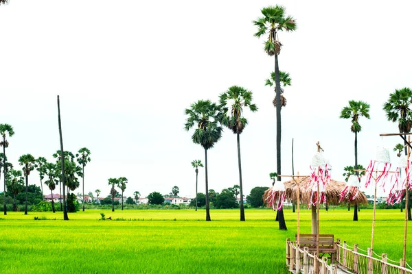 Palmy Fresh Green Rice Field Natura Tle — Zdjęcie stockowe