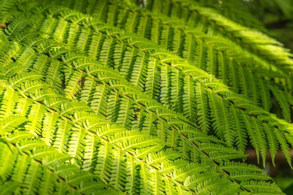 Fougère Laisse Motif Nature Fond Texture Végétale Tropicale Feuilles Vertes — Photo