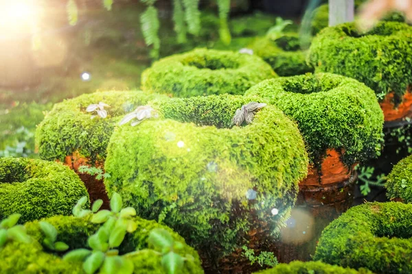 Japon Zen Yeşil Yosun Bahçesi Yosun Bitkisiyle Kaplı Bir Fikir — Stok fotoğraf