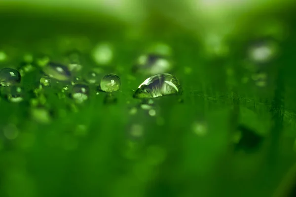 Macro Primo Piano Goccia Acqua Sfondo Verde Foglia Astratta Natura — Foto Stock