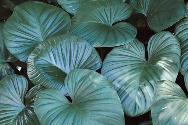 心の暗いトーン野生の熱帯の葉の自然背景に成長するHomalomena植物の形の緑の葉 — ストック写真