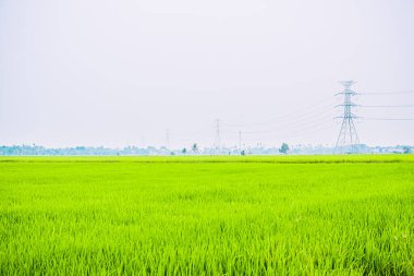 Yeşil pirinç tarlası. Doğa bitkisi yaz mevsimi. Kırsal alan